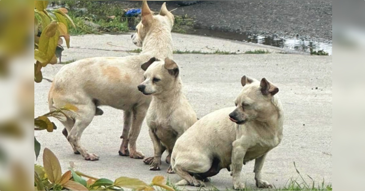 Trio Of Puppies Faithfully Guarded One Another On The
Grueling Streets