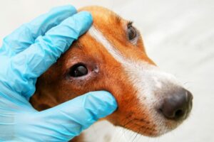 dog with pink eye conjunctivitis exam