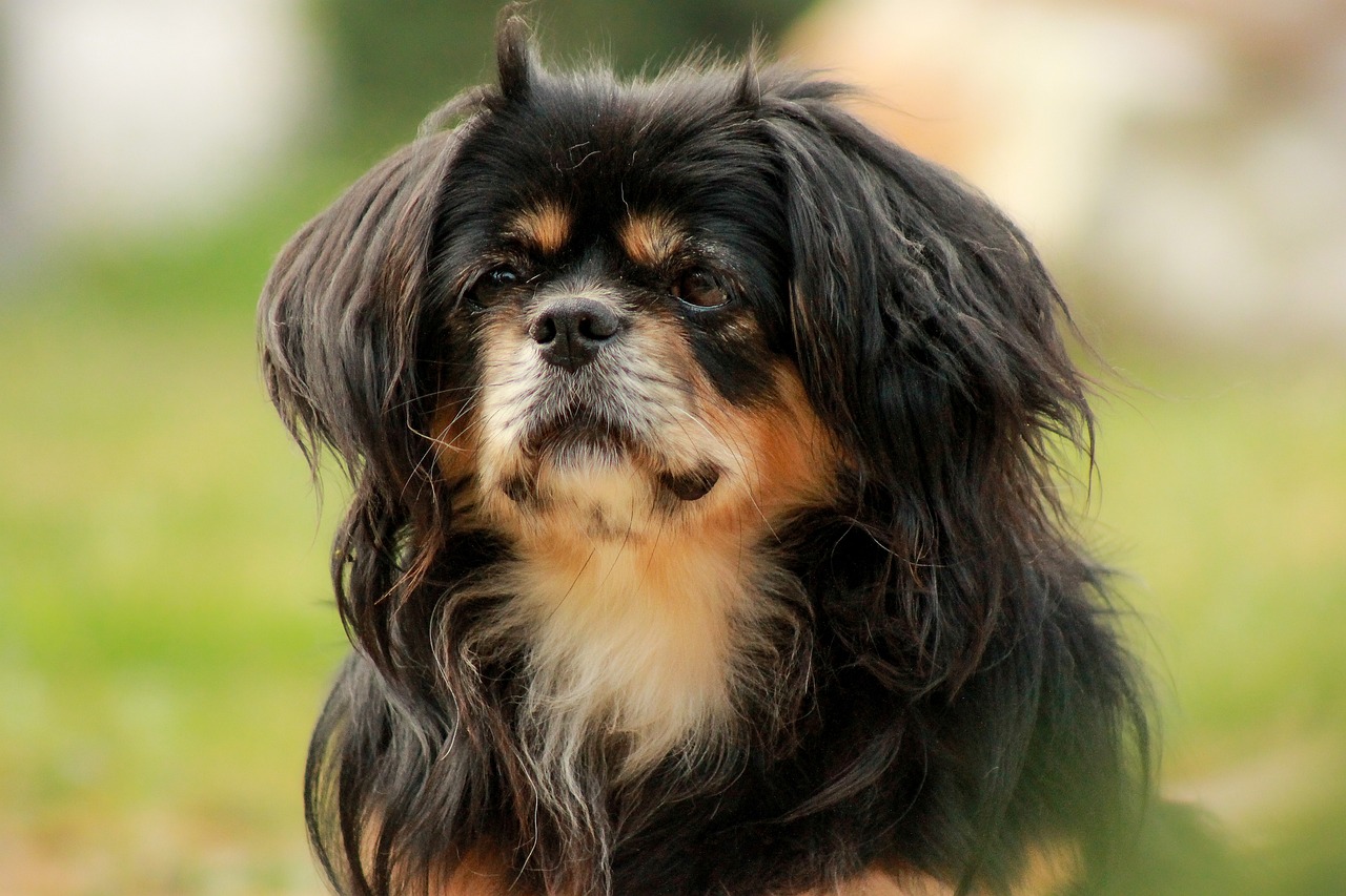 Which Dog Breed Is The Calmest? We Countdown The Top 15
Calmest Breeds