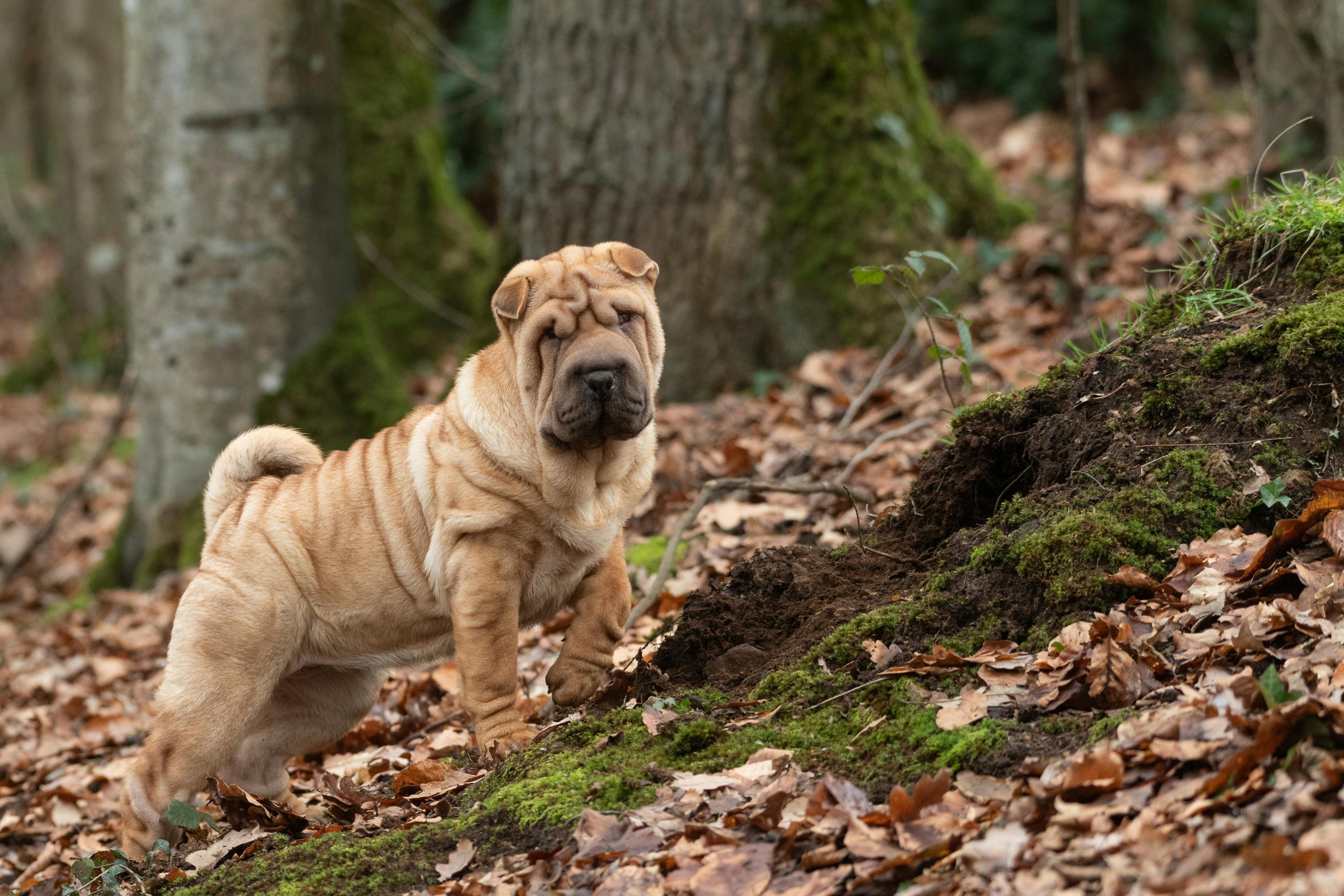 Which Dog Breed Is The Most Introverted? We Countdown The
Top 15 Most Introverted Breeds