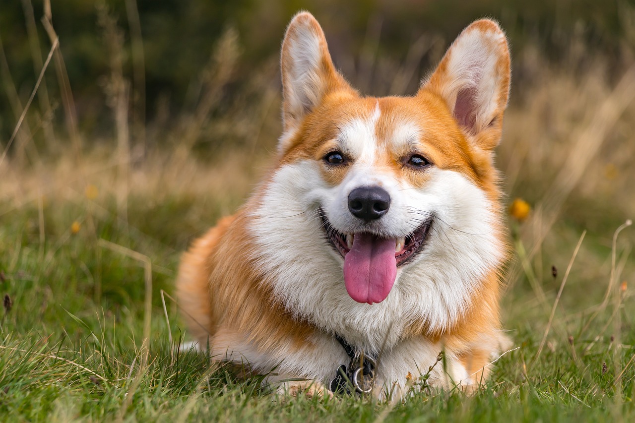 Which Dog Breed Is The Most Kid Friendly? We Countdown The
Top 15 Kid Friendly Breeds