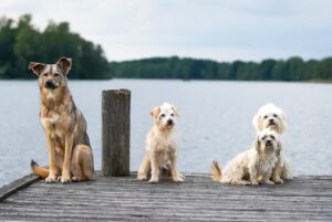 10 Signs Your Dog Doesn’t See You as Their Pack
Leader