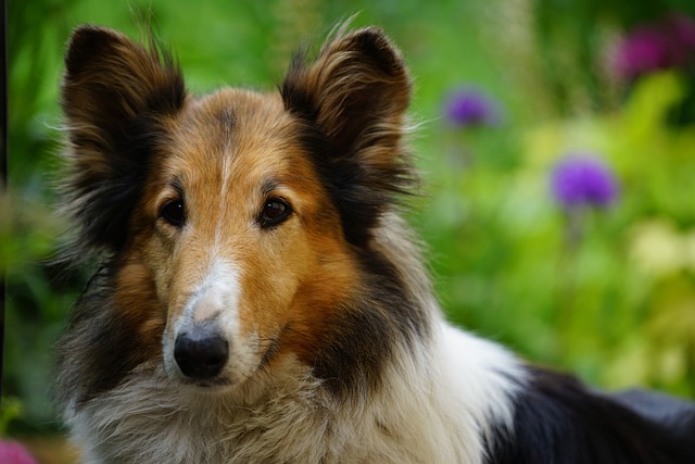 11 Most Gentle &amp; Affectionate Dog Breeds