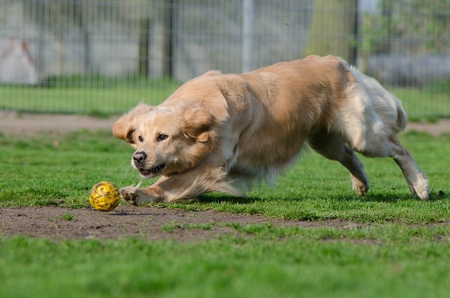 11 Most Playful &amp; Energetic Dog Breeds