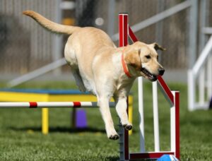 12 Dog Breeds That Are Natural Athletes