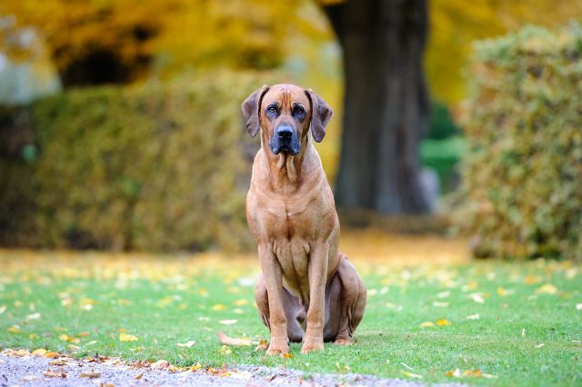 12 Most Athletic &amp; Agile Dog Breeds