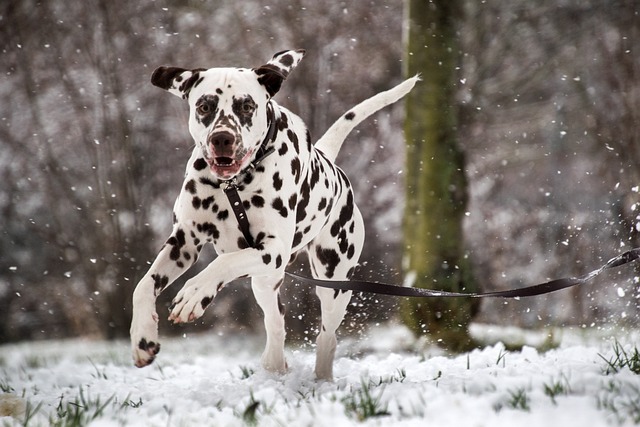 12 Most Energetic &amp; Athletic Dog Breeds