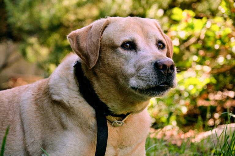 3 Dog Breeds Have Webbed Feet