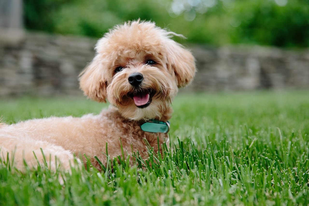 5 Dog Breeds That Don’t Shed