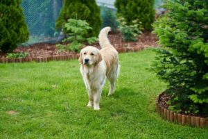 5 Most Intelligent Dog Breeds