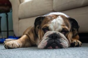 6 Best Dog Breeds For An Apartment