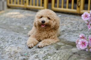 6 Most Intelligent &amp; Resourceful Dog Breeds