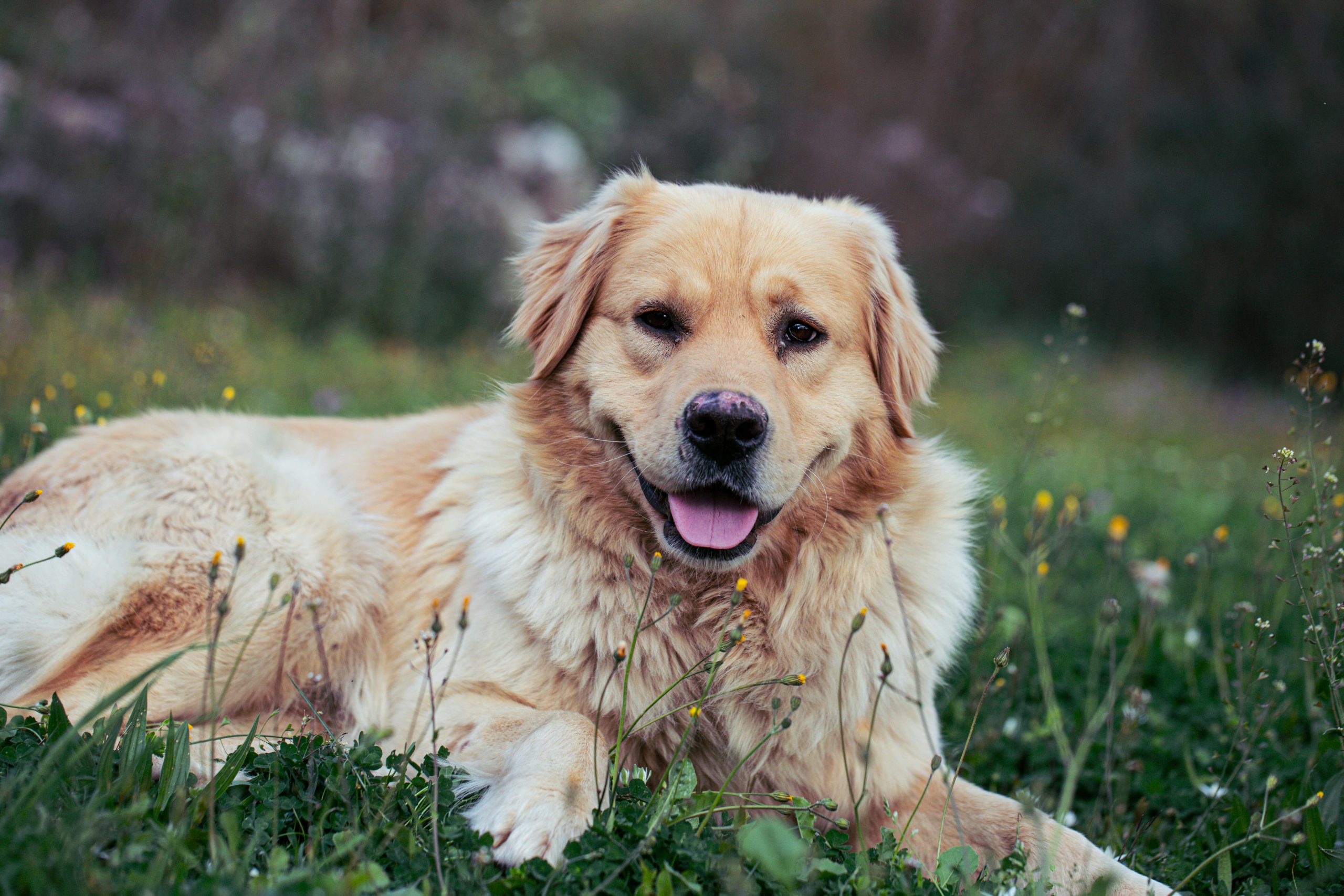 6 Most Sweet &amp; Gentle Dog Breeds