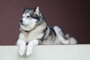 6 Signs You Are Your Alaskan Malamute’s Favorite
Human