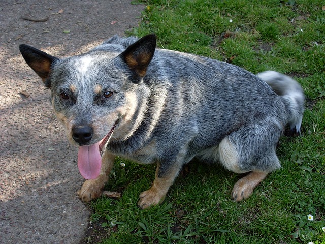 6 Signs You Are Your Australian Cattle Dog’s Favorite
Human