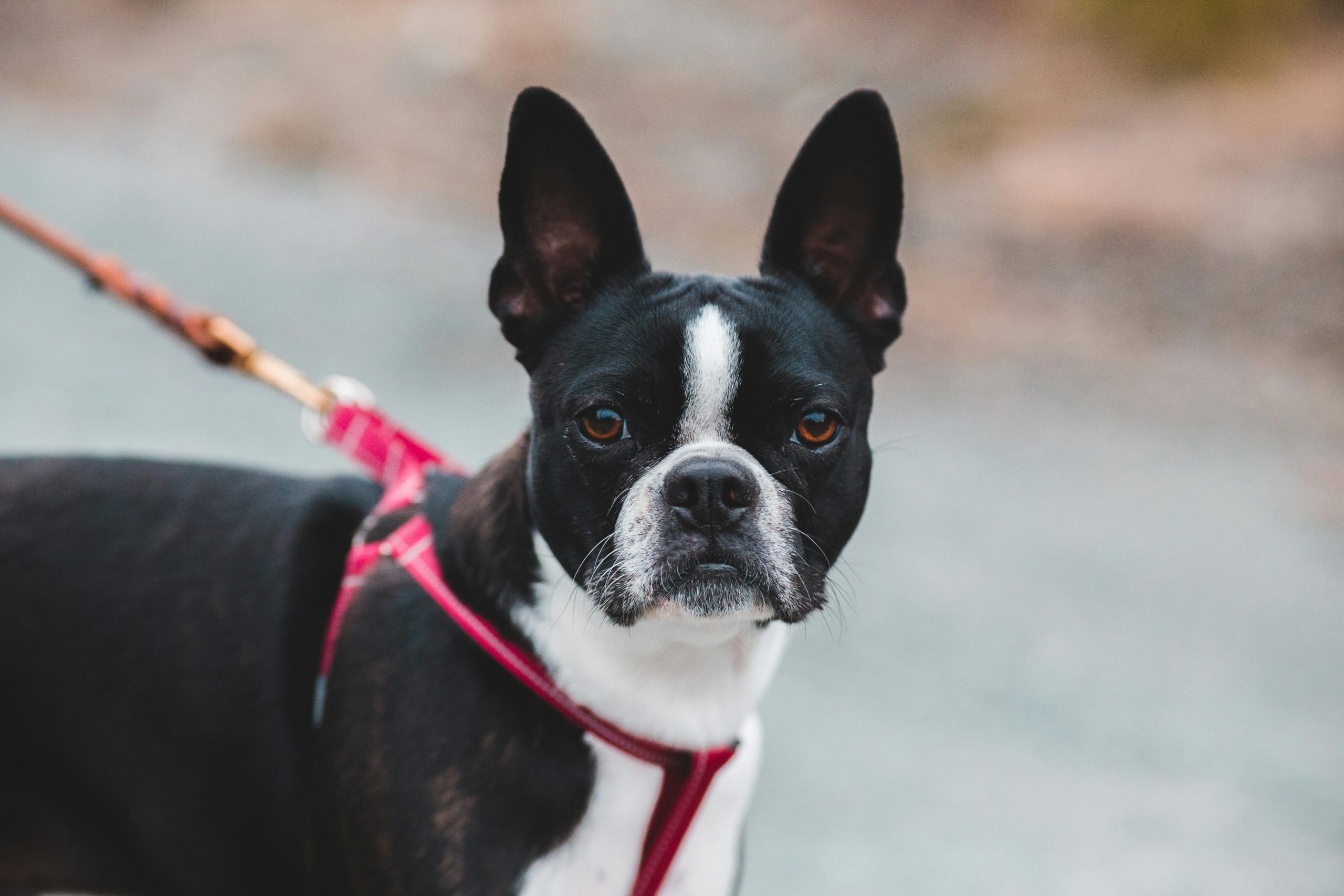 6 Signs You Are Your Boston Terriers Favorite Human