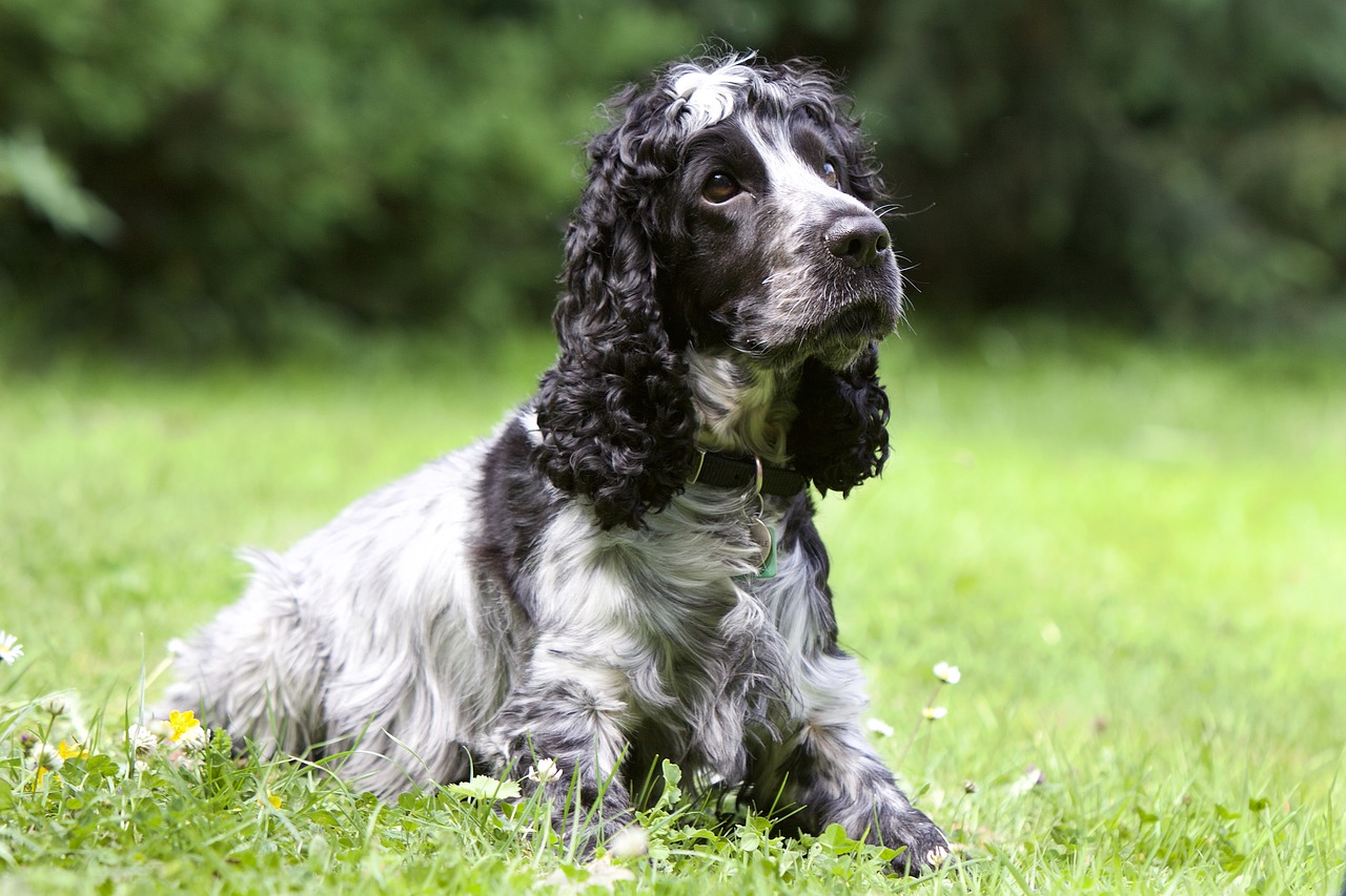 6 Signs You Are Your Cocker Spaniel’s Favorite Human