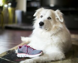 6 Signs You Are Your Great Pyrenees Favorite Human