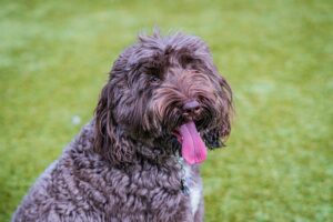 6 Signs You Are Your Labradoodle’s Favorite Human