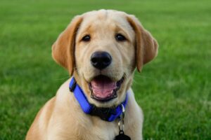 6 Signs You Are Your Labrador Retrievers Favorite
Human