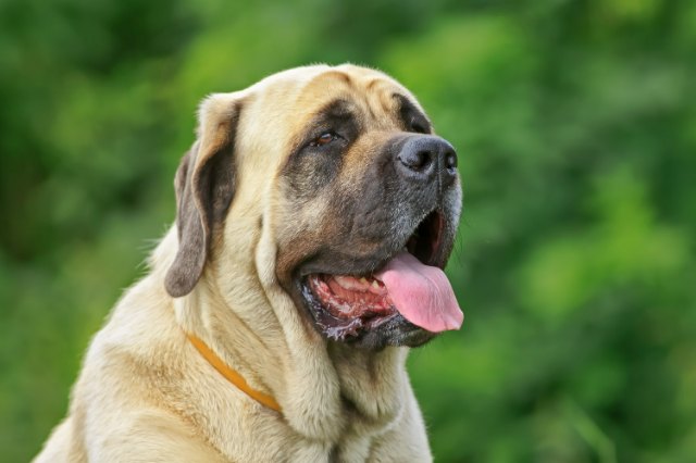 6 Signs You Are Your Mastiff’s Favorite Human