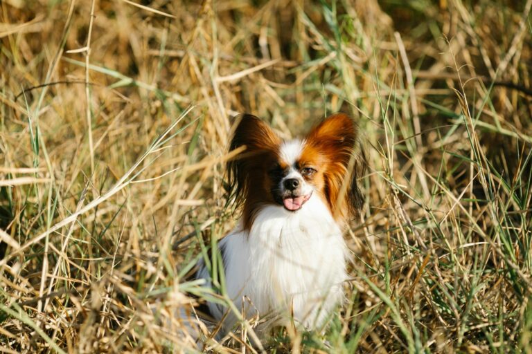 6 Signs You Are Your Papillon’s Favorite Human