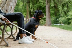 6 Signs You Are Your Rottweiler Favorite Human