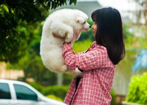 6 Signs You Are Your Samoyed’s Favorite Human