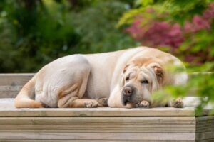 6 Signs You Are Your Shar Pei’s Favorite Human