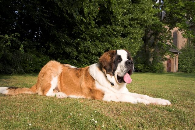6 Signs You Are Your St. Bernard’s Favorite Human