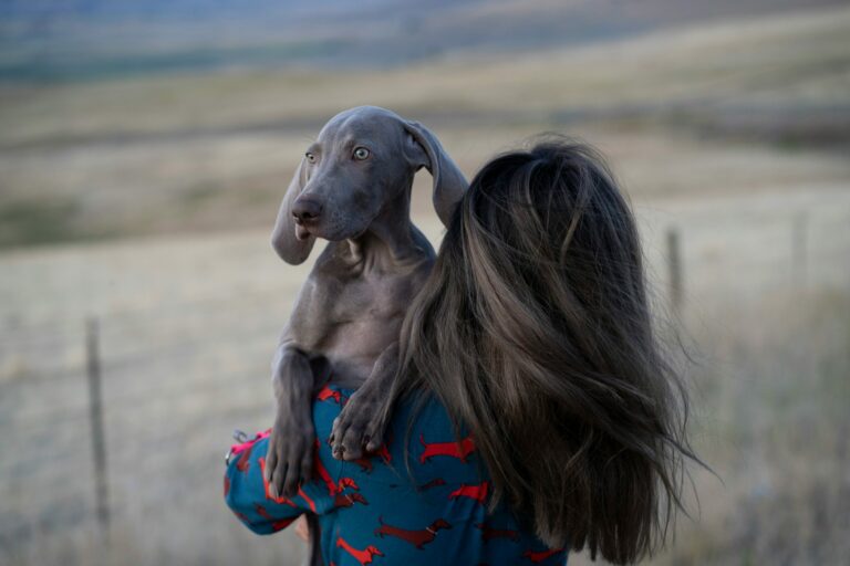 6 Signs You Are Your Weimaraner’s Favorite Human