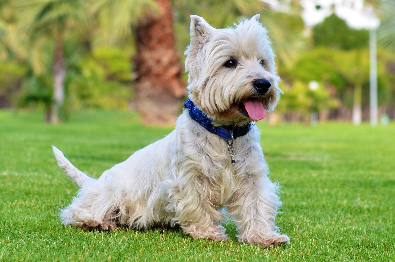 6 Signs You Are Your Westie’s Favorite Human