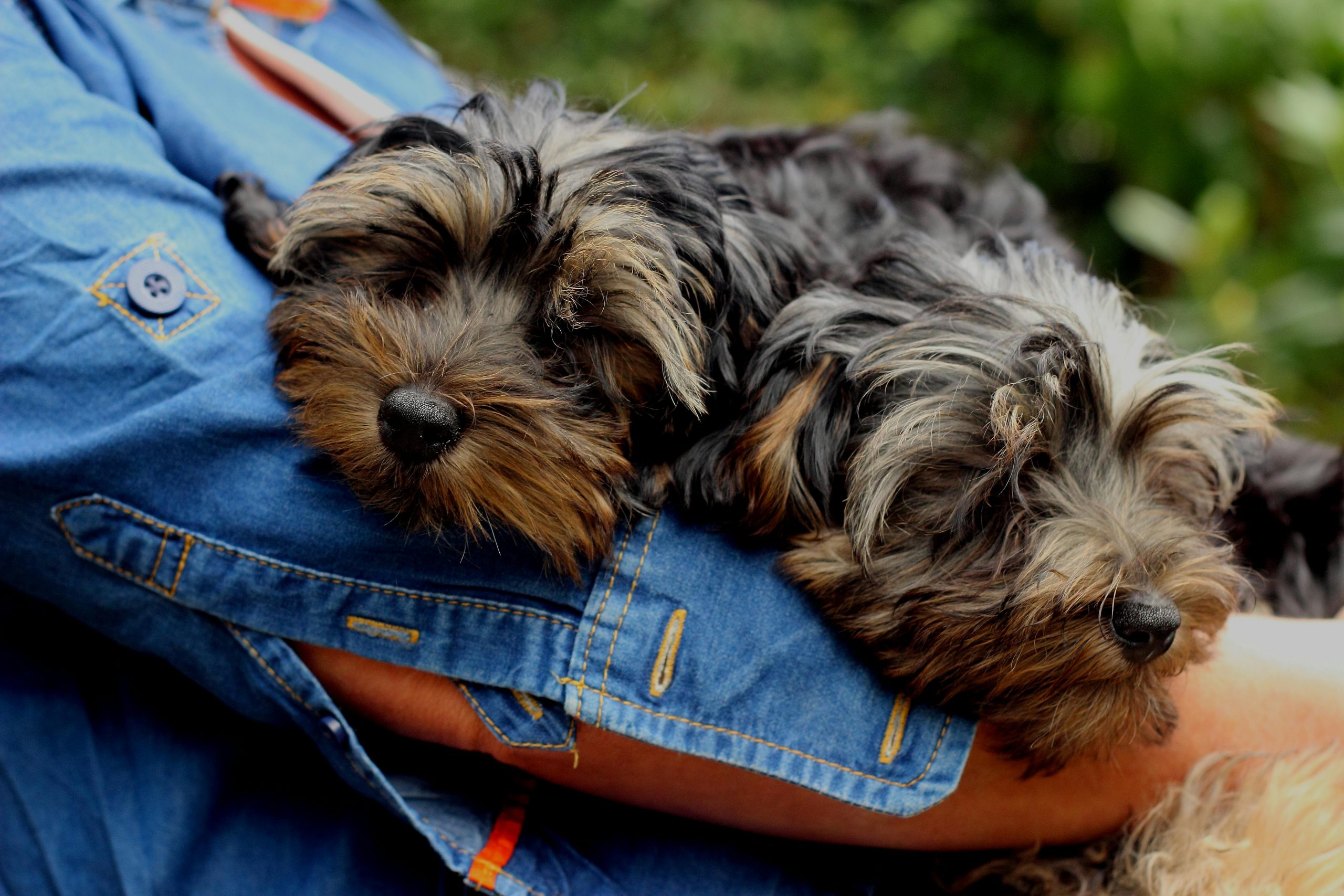 6 Signs You Are Your Yorkies Favorite Human