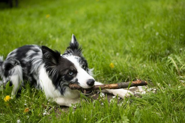 7 Dog Breeds That Are Surprisingly Good At Fetching