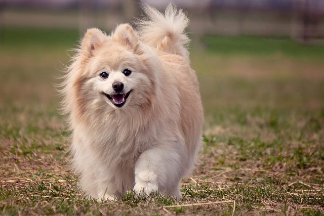 7 Dog Breeds That Look Like Real-Life Teddy Bears