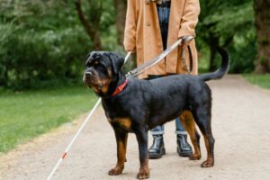 7 Most Alert &amp; Watchful Dog Breeds