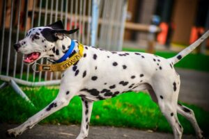 8 Dog Breeds With The Most Dramatic Color Changes From Puppy
To Adult