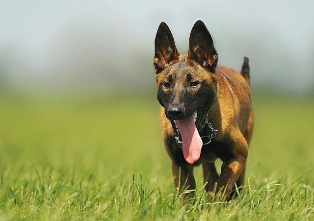 8 Most Agile &amp; Athletic Dog Breeds