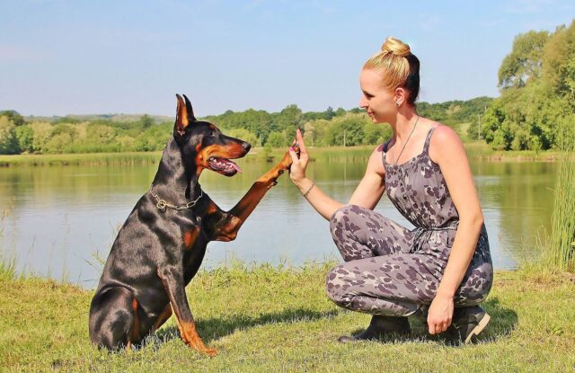 Doberman Pinscher high fives