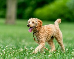 8 Most Quick-Witted &amp; Smart Dog Breeds