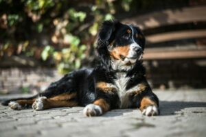 8 Most Quiet &amp; Calm Dog Breeds