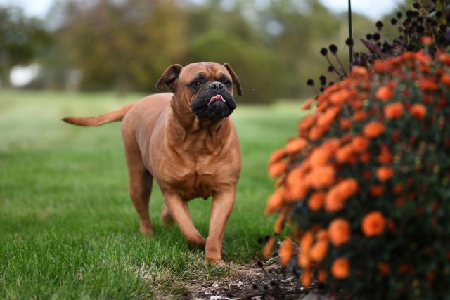 9 Most Sturdy &amp; Robust Dog Breeds