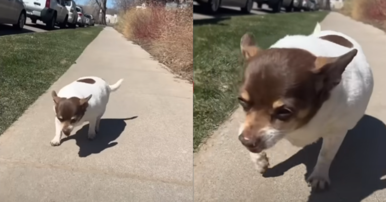 A Couple’s Dedication Saves an Obese Chihuahua’s
Life