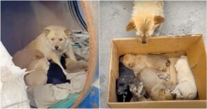 A Lady Meets Petrified Dog Living In Barrel With Her Babies
But They’re “Not-All-Puppies”