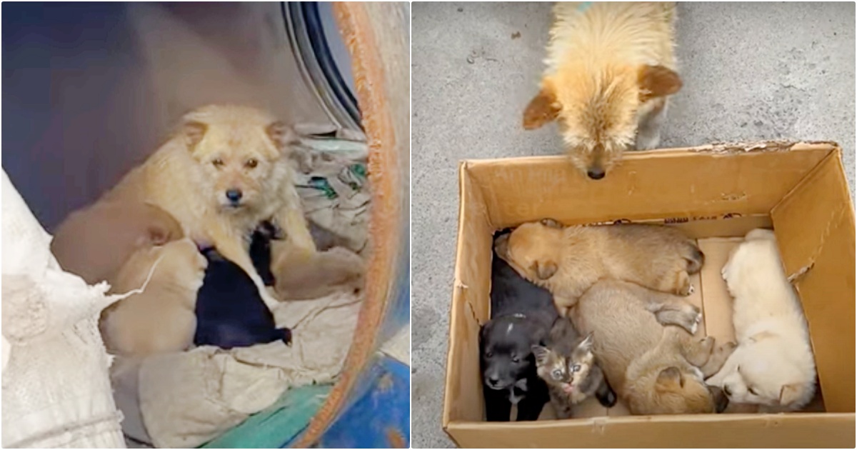 A Lady Meets Petrified Dog Living In Barrel With Her Babies
But They’re “Not-All-Puppies”