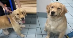 A Surprising Mix-Up: Family Unintentionally Brings Home the
Wrong Dog from Daycare