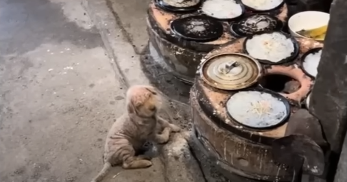 Abandoned Dog Bravely Fights to Survive in Harsh Freezing
Weather Conditions