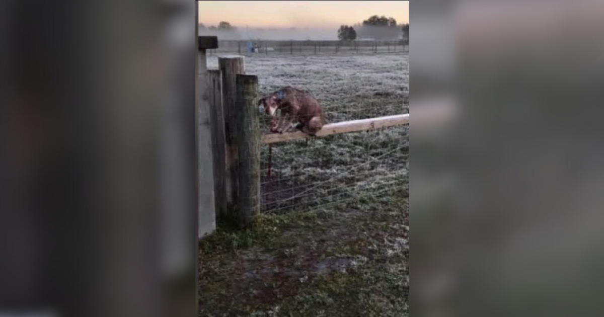 Abandoned Dog with Help Note on Collar Found in Cold
Field