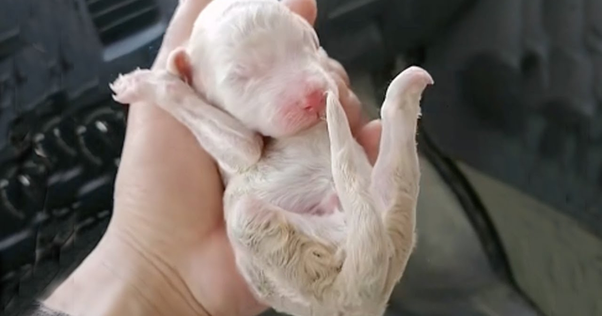 Abandoned Newborn Three-Legged Puppy Found Crying and
Crawling to Find His Mom