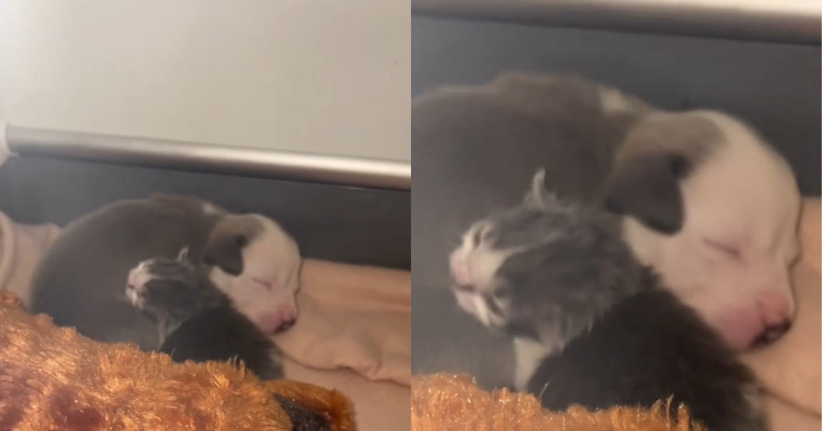 Abandoned Puppy and Kitten Overcome Rejection to Form an
Adorable Friendship